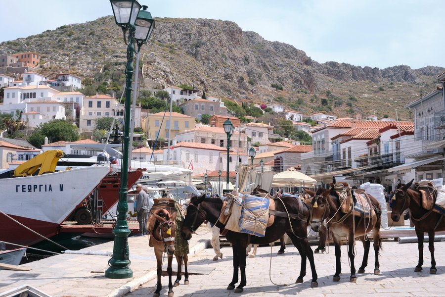 Hydra