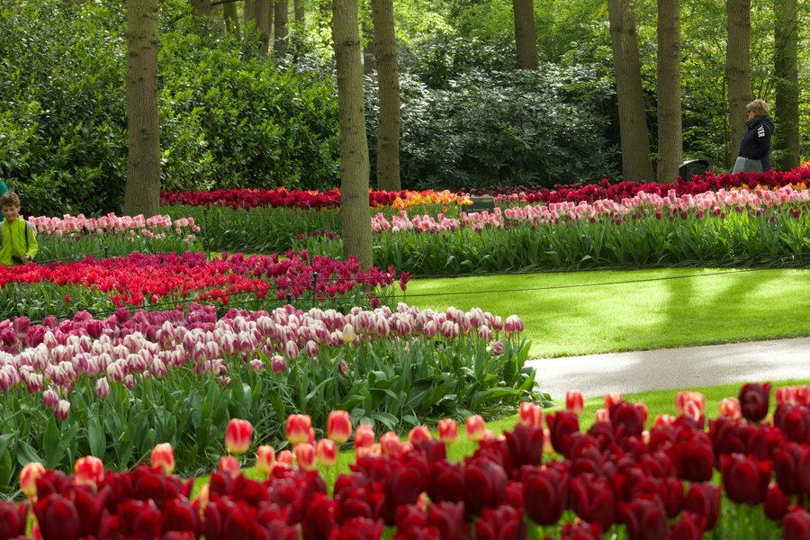Keukenhof Gardens